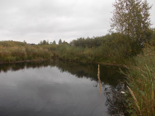 Судебное обследование водоема в районе г. Сергиев-Посад (Определение статуса водных объектов)